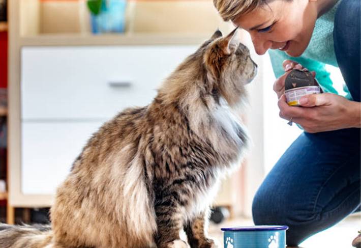 comment faire plaisir à son chat