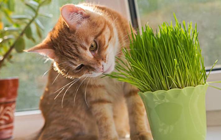 quel cadeau faire à son chat