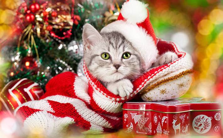 quoi offrir à un chat pour noel