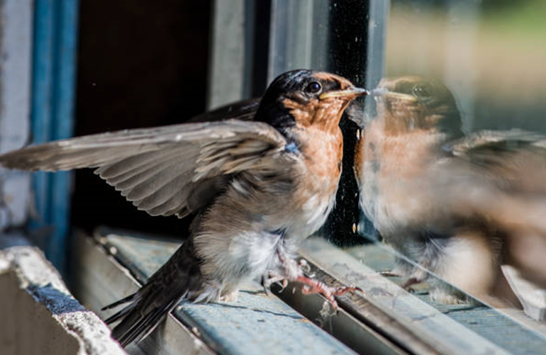 comment-empecher-l-oiseau-de-se-cogner-contre-votre-vitre-a-cause-du-reflet